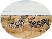 PVC Schuimplaat Ovaal - Kudde Zebra_s op Open Vlakte in Afrikaans Droog Landschap - 68x51 cm Foto op Ovaal (Met Ophangsysteem)