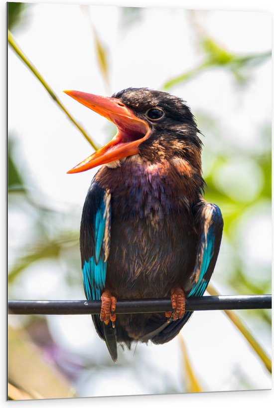 Dibond - Kleurrijke IJsvogel met Open Snavel Zittend op Smalle Tak - 80x120 cm Foto op Aluminium (Wanddecoratie van metaal)