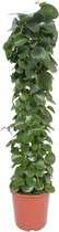 Cissus rotundifolia (gaasrek) ↨ 120cm - hoge kwaliteit planten