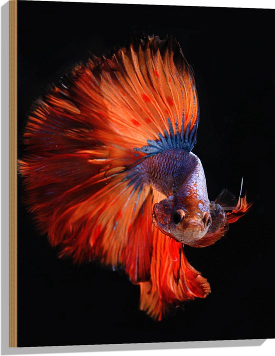 hout-siamese-kemp-vis-in-het-rood-met-blauw-tegen-zwarte-achtergrond