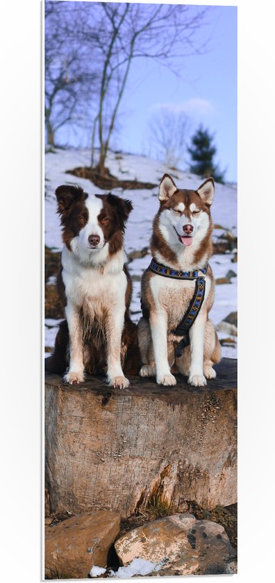 PVC Schuimplaat - Siberische Husky en Border Collie Honden op Dikke Boomstam in Sneeuw Landschap - 30x90 cm Foto op PVC Schuimplaat (Met Ophangsysteem)
