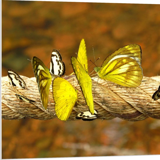 PVC Schuimplaat - Groep Zwart met Gele en Witte Vlinders Zittend op Dik Touw - 80x80 cm Foto op PVC Schuimplaat (Met Ophangsysteem)