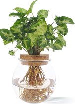 WL Plants - Hydroponique - Syngonium Pixie - Arrowhead Plant - Plante d'intérieur unique - En verre sphérique avec bouchon en liège - Très facile d'entretien - 12cm de diamètre - ± 20cm de haut