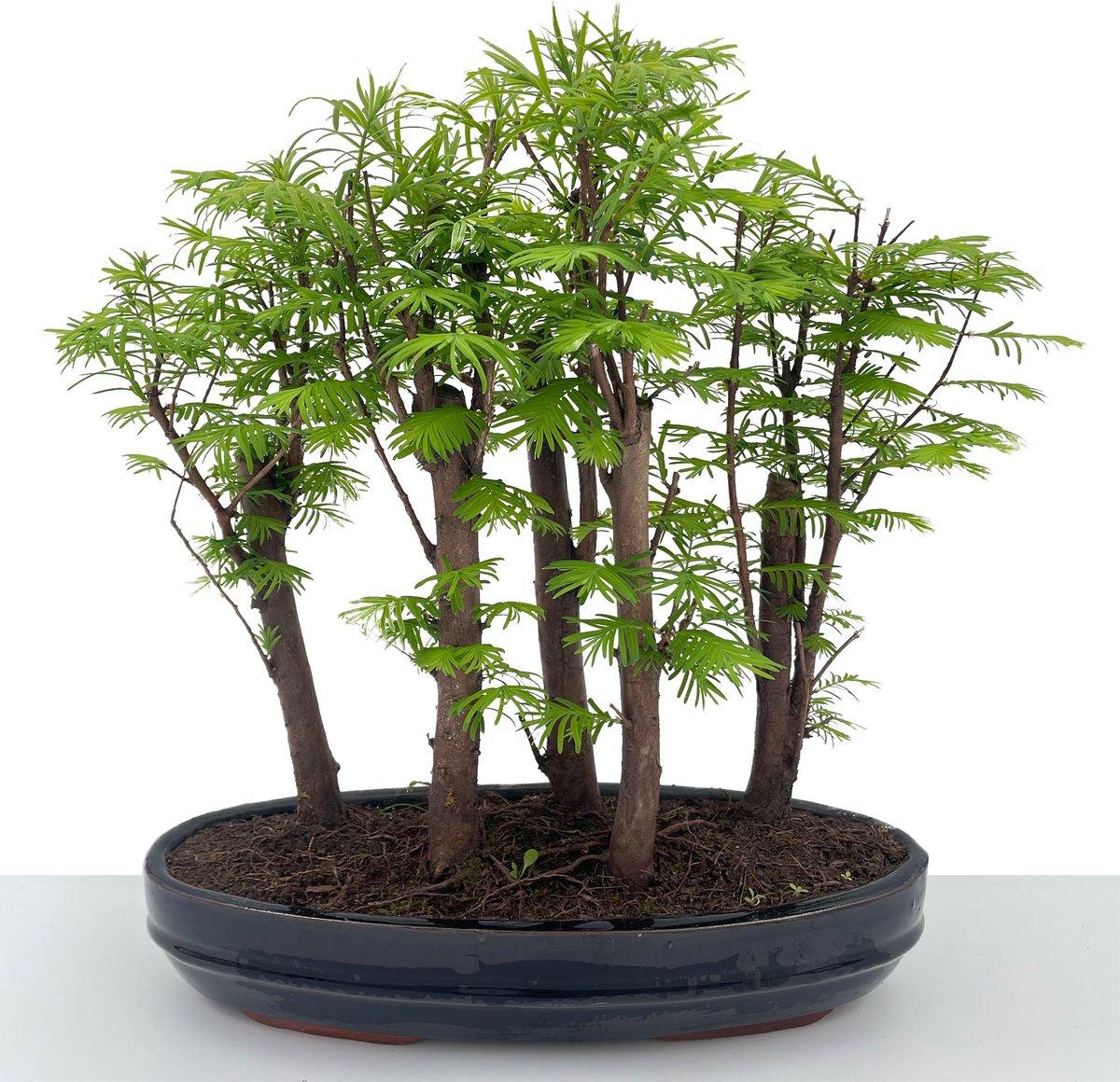 YouFlowers (XL) Bonsai Forrest Metasequoia Bonsai boompjes Voor