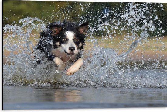 Dibond - Vrolijk Rennende Bordercollie Hond door het Water - 75x50 cm Foto op Aluminium (Met Ophangsysteem)