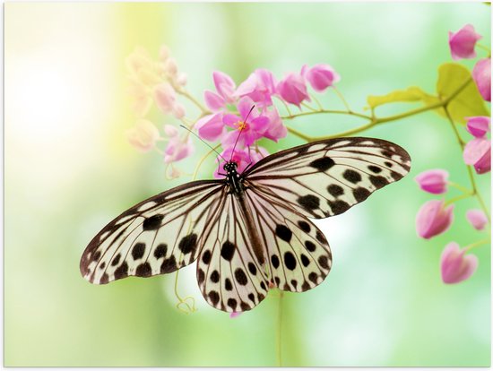 Poster Glanzend – Vlinder met Doorzichtige Vleugels op Tak Vol Roze Bloemen - 40x30 cm Foto op Posterpapier met Glanzende Afwerking
