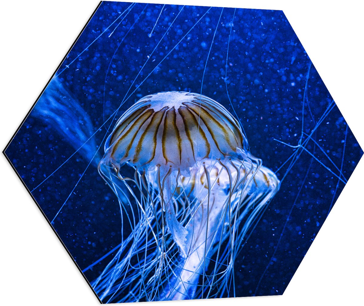 Dibond Hexagon - Wit met Bruine Kwallen Zwemmend in Aquarium - 80x69.6 cm Foto op Hexagon (Met Ophangsysteem)