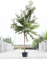 Grote Kersenboom | Prunus avium 'Regina' | Halfstam | 230 - 280 cm | Stamomtrek 15-19 cm | 8 jaar