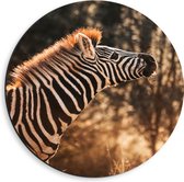 Dibond Muurcirkel - Zijaanzicht van Zebra met Kop Omhoog - 40x40 cm Foto op Aluminium Muurcirkel (met ophangsysteem)