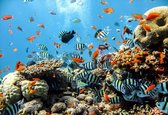 Fotobehang Sea Ocean Fish Corals  | XL - 208cm x 146cm | 130g/m2 Vlies