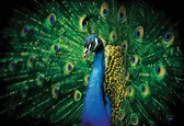 Fotobehang Peacock Bird Feathers | PANORAMIC - 250cm x 104cm | 130g/m2 Vlies