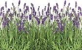 Fotobehang Flowers Lavender | DEUR - 211cm x 90cm | 130g/m2 Vlies