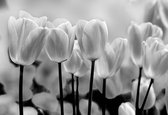 Fotobehang Tulip Flowers | PANORAMIC - 250cm x 104cm | 130g/m2 Vlies
