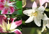 Fotobehang Flowers Lilies | XXXL - 416cm x 254cm | 130g/m2 Vlies