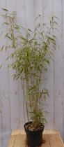 Bamboe 200 cm groen blijvend