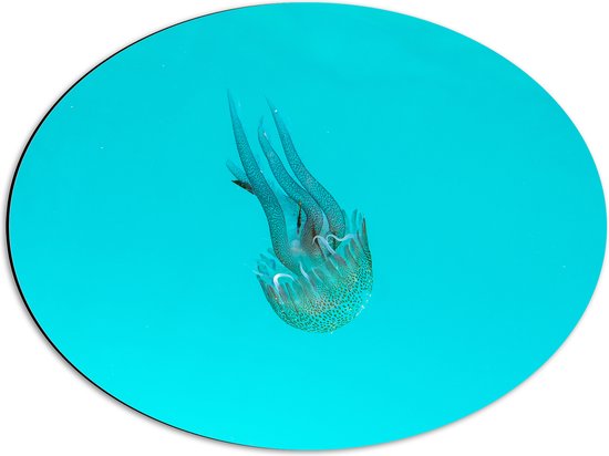 Dibond Ovaal - Doorzichtige Kwal zwemmend naar Zeebodem van Blauwe Zee - 56x42 cm Foto op Ovaal (Met Ophangsysteem)