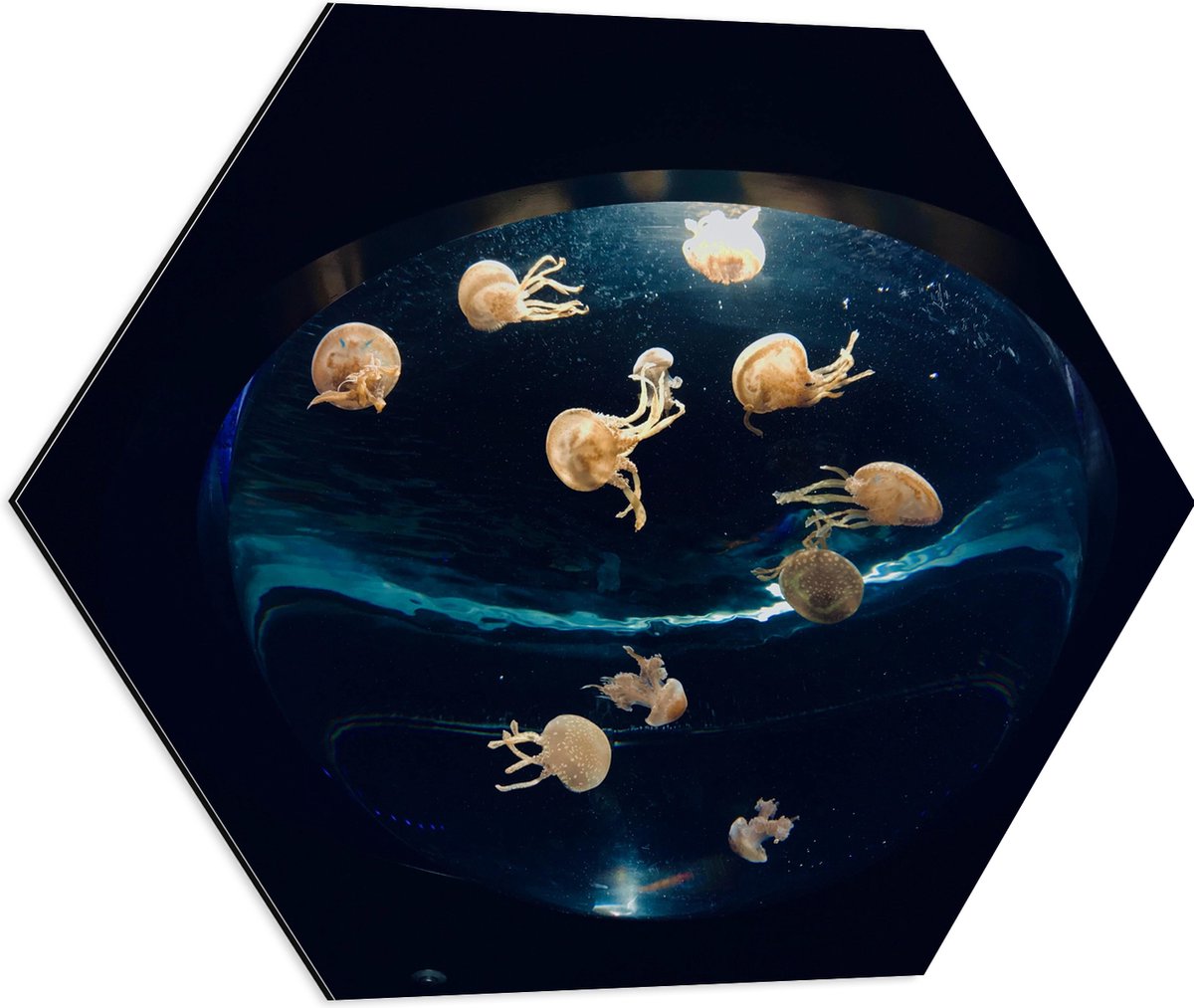 Dibond Hexagon - Groepje Oranjekleurige Kwallen in Bolvormig Aquarium - 60x52.2 cm Foto op Hexagon (Met Ophangsysteem)