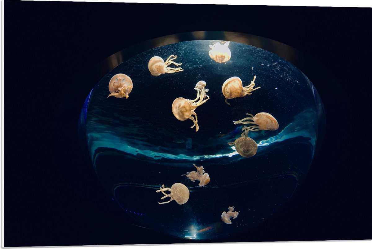 PVC Schuimplaat - Groepje Oranjekleurige Kwallen in Bolvormig Aquarium - 90x60 cm Foto op PVC Schuimplaat (Met Ophangsysteem)