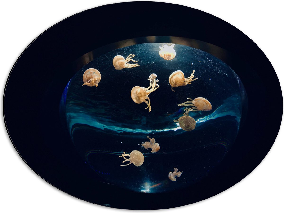 Dibond Ovaal - Groepje Oranjekleurige Kwallen in Bolvormig Aquarium - 68x51 cm Foto op Ovaal (Met Ophangsysteem)