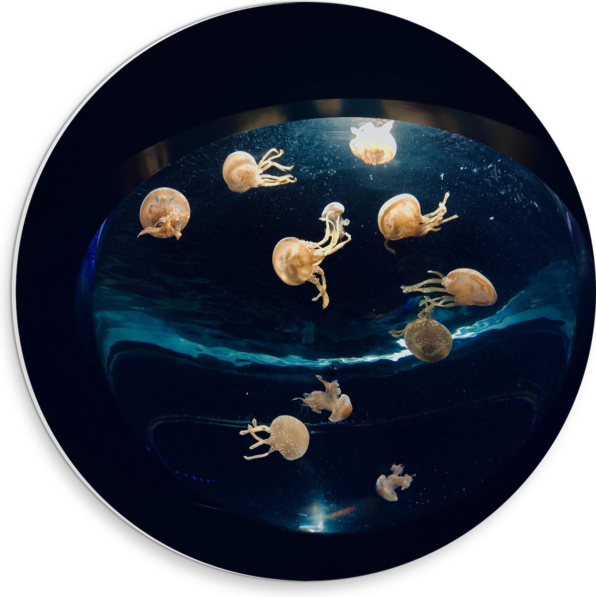 PVC Schuimplaat Muurcirkel - Groepje Oranjekleurige Kwallen in Bolvormig Aquarium - 30x30 cm Foto op Muurcirkel (met ophangsysteem)