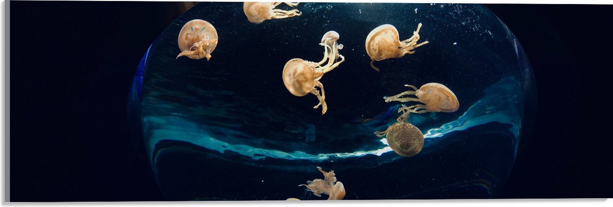 Acrylglas - Groepje Oranjekleurige Kwallen in Bolvormig Aquarium - 60x20 cm Foto op Acrylglas (Met Ophangsysteem)