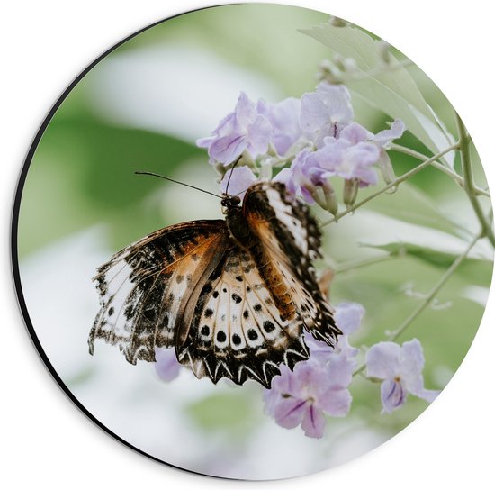 Dibond Muurcirkel - Bruin met Zwarte Vlinder met Open Vleugels bij Paarse Bloemen - 20x20 cm Foto op Aluminium Muurcirkel (met ophangsysteem)