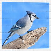 Muursticker - Blauwe Gaai Vogel zittend op Tak - 50x50 cm Foto op Muursticker