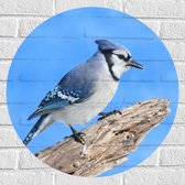 Muursticker Cirkel - Blauwe Gaai Vogel zittend op Tak - 60x60 cm Foto op Muursticker