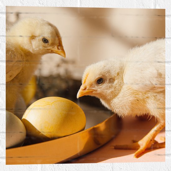 Muursticker - Kuikens bij Eieren met Schaduwen - 50x50 cm Foto op Muursticker