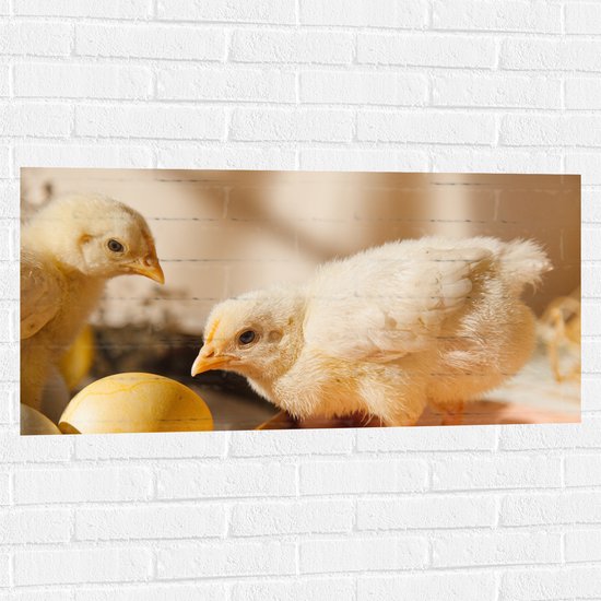 Muursticker - Kuikens bij Eieren met Schaduwen - 100x50 cm Foto op Muursticker