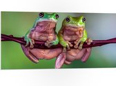 PVC Schuimplaat - Duo Australische Boomkikkers hangend aan Smalle Tak in Groene Omgeving - 100x50 cm Foto op PVC Schuimplaat (Met Ophangsysteem)