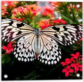 Tuinposter – Idea Leuconoe Vlinder met Gespreide Vleugels op Roze Bloemenstruik - 50x50 cm Foto op Tuinposter (wanddecoratie voor buiten en binnen)