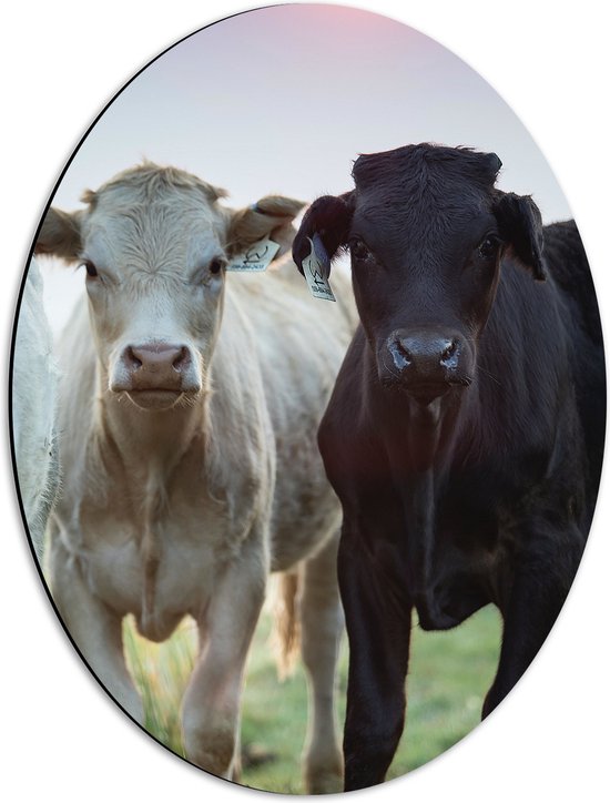 Dibond Ovaal - Aankijkende Zwarte en Witte Koe in de Wei - 42x56 cm Foto op Ovaal (Met Ophangsysteem)