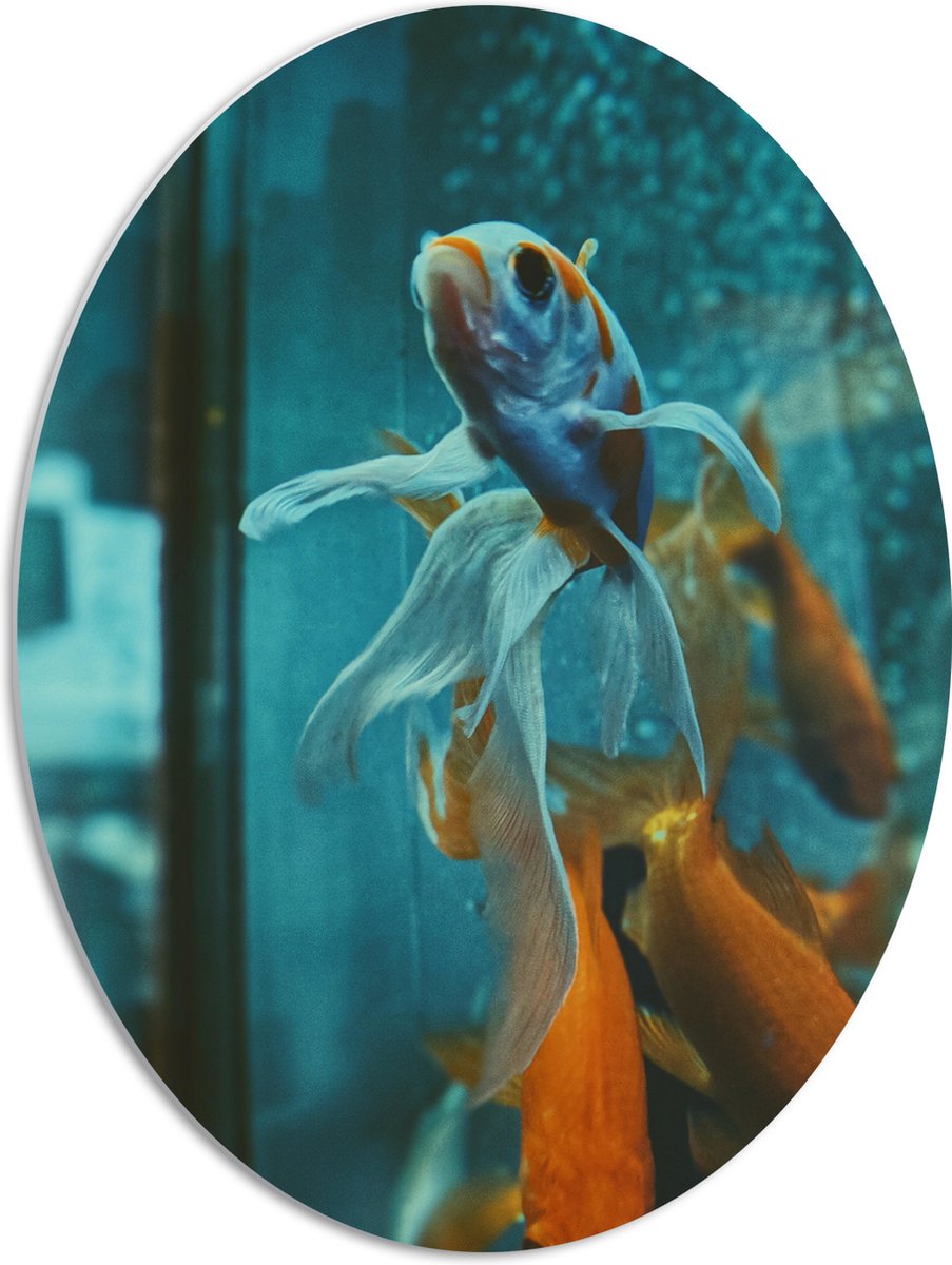 PVC Schuimplaat Ovaal - Blauw met Oranje Vis met Dansende Vinnen in het Aquarium - 51x68 cm Foto op Ovaal (Met Ophangsysteem)