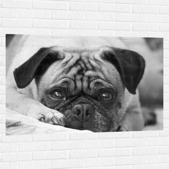 Muursticker - Aankijkende Hond met Zielige Ogen (Zwart- wit) - 120x80 cm Foto op Muursticker