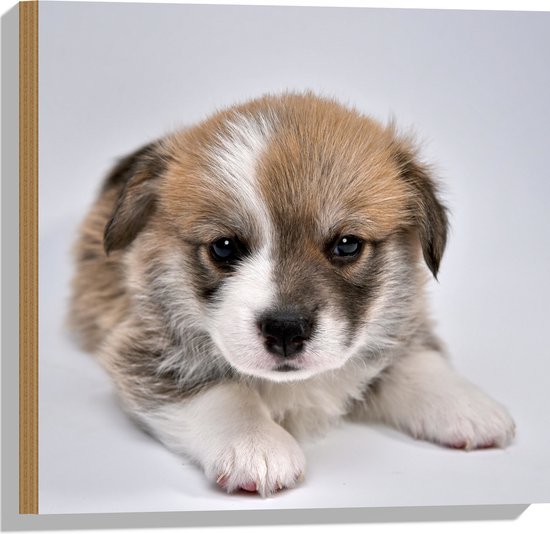 Hout - Aandoenlijke Bruin met Witte Puppy - 50x50 cm - 9 mm dik - Foto op Hout (Met Ophangsysteem)