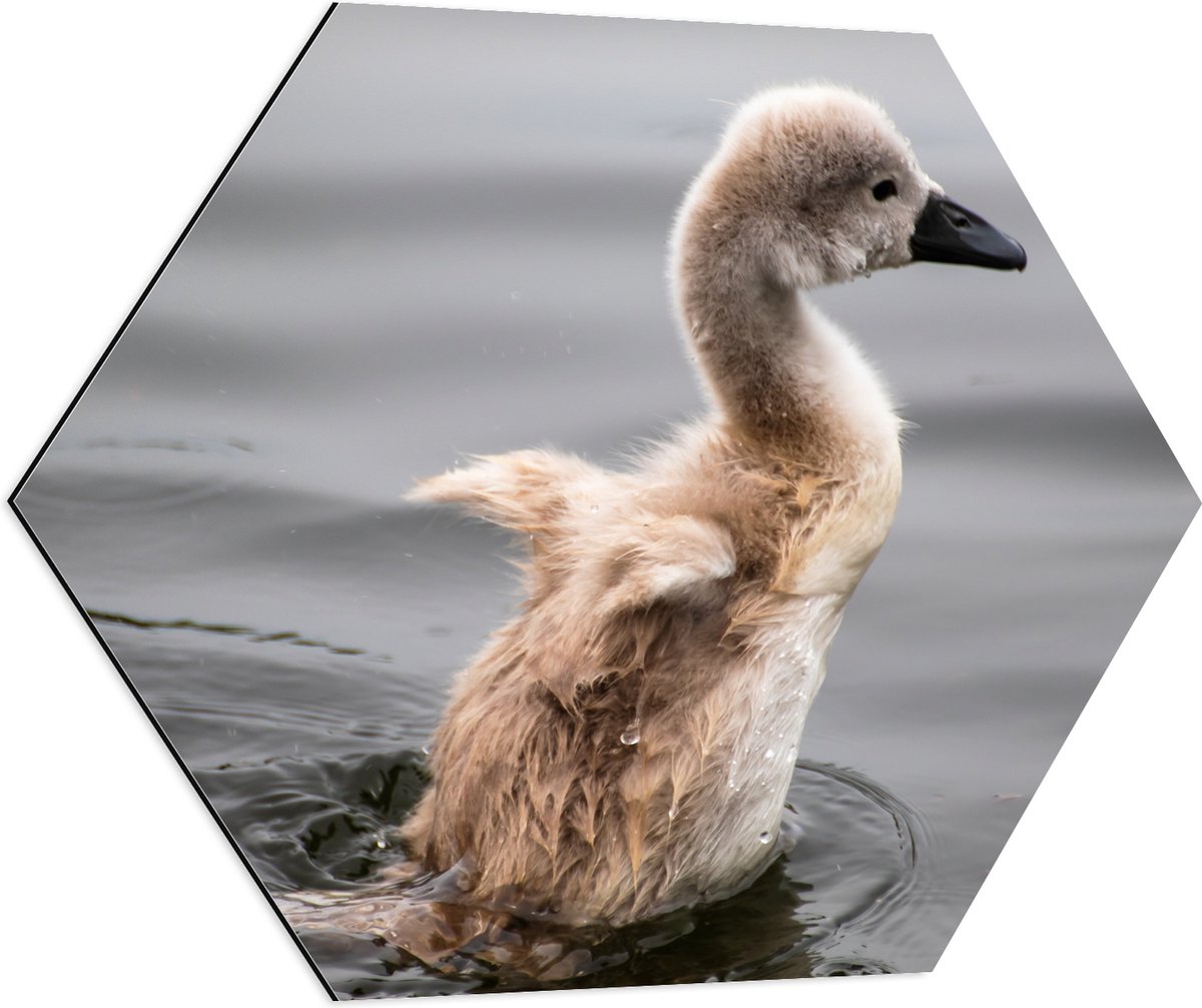 Dibond Hexagon - Baby Zwaan Dobberend op het Water - 70x60.9 cm Foto op Hexagon (Met Ophangsysteem)