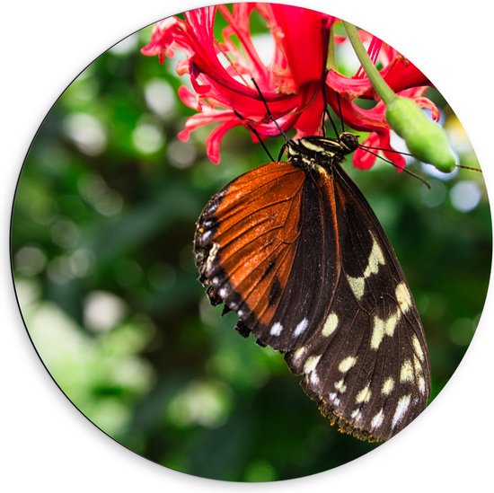 Dibond Muurcirkel - Bruin met Zwarte Vleugels van Vlinder op Rode Bloeiende Bloem - 60x60 cm Foto op Aluminium Muurcirkel (met ophangsysteem)