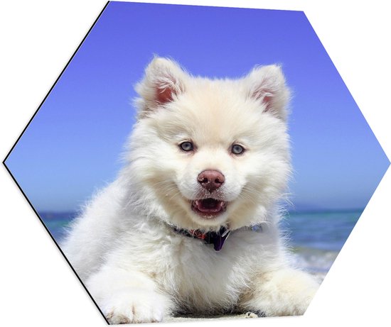 Dibond Hexagon - Lachende Witte Finse Lappen Hond op het Strand bij de Zee - 80x69.6 cm Foto op Hexagon (Met Ophangsysteem)