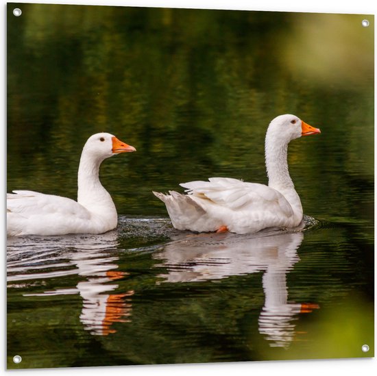 Tuinposter – Duo Witte Ganzen met Oranje Snavels Dobberend op Kalm Water - 100x100 cm Foto op Tuinposter (wanddecoratie voor buiten en binnen)