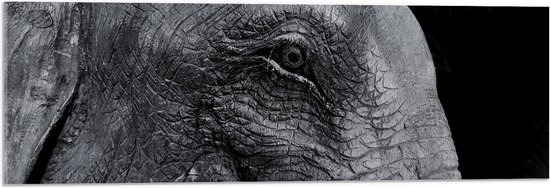 Acrylglas - Close-up van Zijkant van Olifanten Hoofd (Zwart- wit) - 90x30 cm Foto op Acrylglas (Wanddecoratie op Acrylaat)