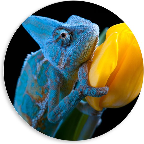 PVC Schuimplaat Muurcirkel - Blauwe Kameleon op Gele Tulp tegen Zwarte Achtergrond - 80x80 cm Foto op Muurcirkel (met ophangsysteem)