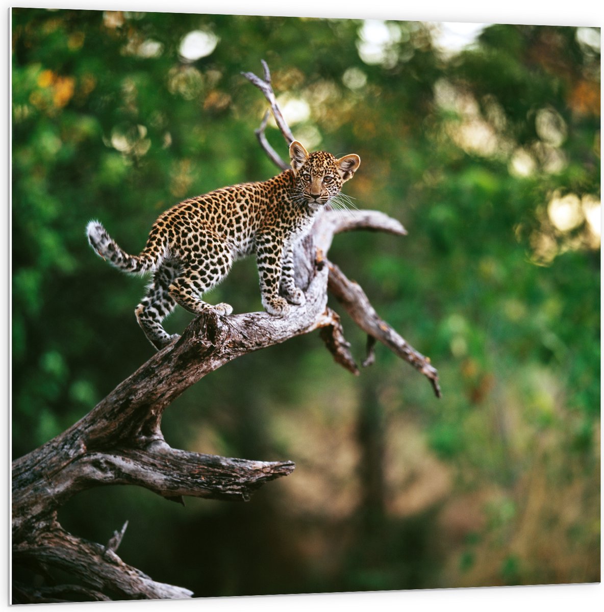 PVC Schuimplaat - Baby Luipaard lopend over Smalle Tak in het BoS - 100x100 cm Foto op PVC Schuimplaat (Met Ophangsysteem)
