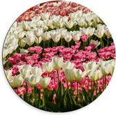 Dibond Muurcirkel - Bloeiend Bloemenveld van Verschillende Kleuren Bloemen in de Lente - 60x60 cm Foto op Aluminium Muurcirkel (met ophangsysteem)