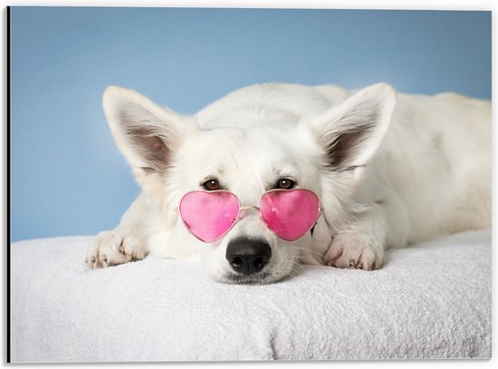 Dibond - Liggende Witte Hond met Roze Brilletje op - 40x30 cm Foto op Aluminium (Met Ophangsysteem)