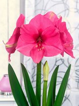 4x Hippeastrum 'Pink rival' - BULBi® Bloembollen met bloeigarantie