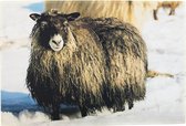 paillasson neige mouton islandais