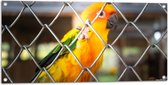 Tuinposter – Felgekleurde Zonparkiet Vogel achter Geruit Hek - 100x50 cm Foto op Tuinposter (wanddecoratie voor buiten en binnen)