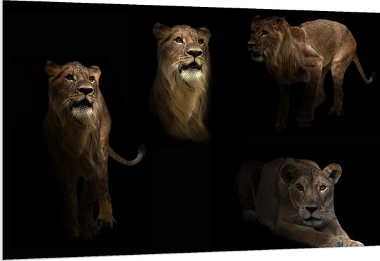 PVC Schuimplaat- Collage van Leeuw in Verschillende Posities - 150x100 cm Foto op PVC Schuimplaat