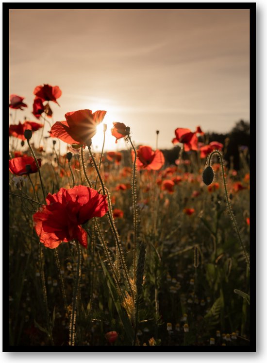 Poppy bloemen - Fotoposter 50x70 met Lijst